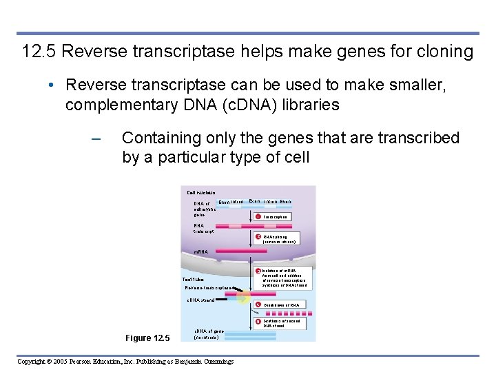 12. 5 Reverse transcriptase helps make genes for cloning • Reverse transcriptase can be 12. 5 Reverse transcriptase helps make genes for cloning • Reverse transcriptase can be