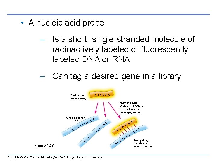 • A nucleic acid probe – Is a short, single-stranded molecule of radioactively • A nucleic acid probe – Is a short, single-stranded molecule of radioactively