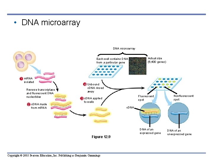 • DNA microarray Each well contains DNA from a particular gene 1 m. • DNA microarray Each well contains DNA from a particular gene 1 m.