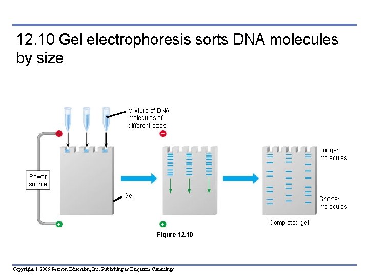 12. 10 Gel electrophoresis sorts DNA molecules by size Mixture of DNA molecules of 12. 10 Gel electrophoresis sorts DNA molecules by size Mixture of DNA molecules of