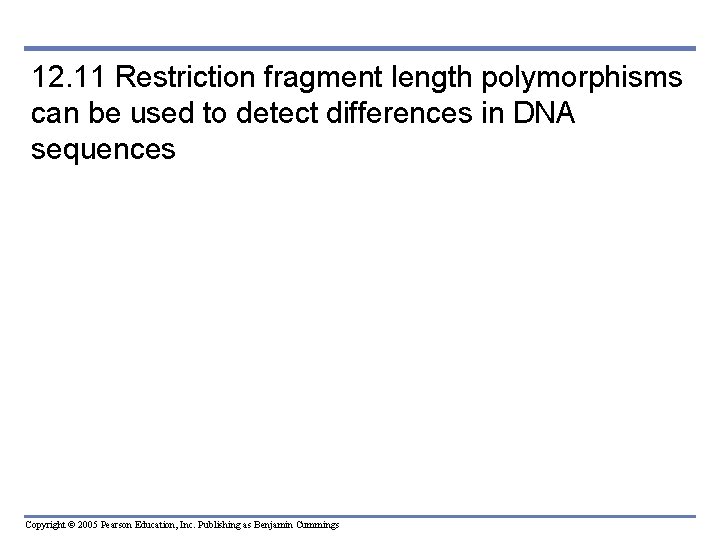 12. 11 Restriction fragment length polymorphisms can be used to detect differences in DNA 12. 11 Restriction fragment length polymorphisms can be used to detect differences in DNA