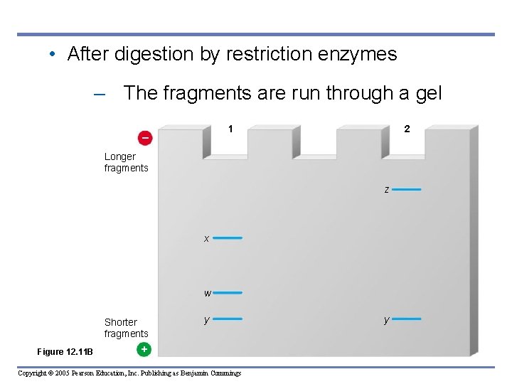 • After digestion by restriction enzymes – The fragments are run through a • After digestion by restriction enzymes – The fragments are run through a