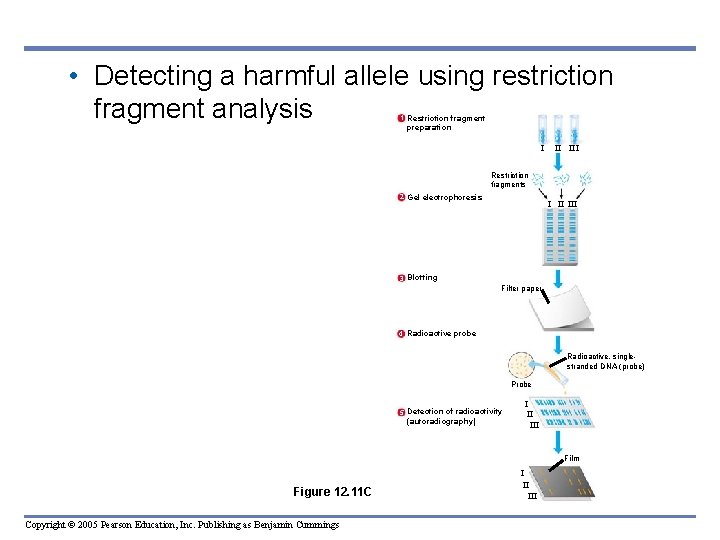 • Detecting a harmful allele using restriction fragment analysis 1 Restriction fragment preparation • Detecting a harmful allele using restriction fragment analysis 1 Restriction fragment preparation
