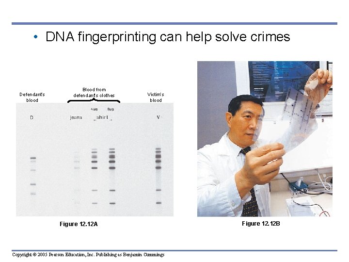 • DNA fingerprinting can help solve crimes Defendant’s blood Blood from defendant’s clothes • DNA fingerprinting can help solve crimes Defendant’s blood Blood from defendant’s clothes