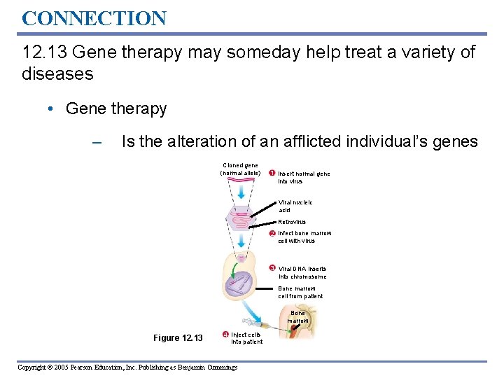 CONNECTION 12. 13 Gene therapy may someday help treat a variety of diseases • CONNECTION 12. 13 Gene therapy may someday help treat a variety of diseases •