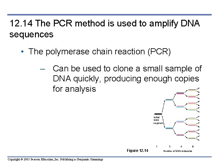 12. 14 The PCR method is used to amplify DNA sequences • The polymerase 12. 14 The PCR method is used to amplify DNA sequences • The polymerase