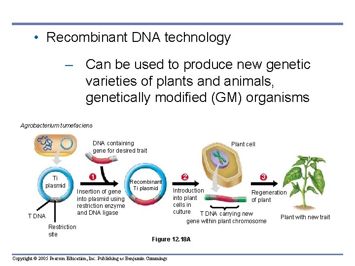 • Recombinant DNA technology – Can be used to produce new genetic varieties • Recombinant DNA technology – Can be used to produce new genetic varieties