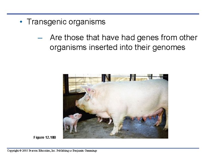 • Transgenic organisms – Are those that have had genes from other organisms • Transgenic organisms – Are those that have had genes from other organisms