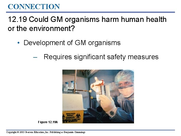 CONNECTION 12. 19 Could GM organisms harm human health or the environment? • Development CONNECTION 12. 19 Could GM organisms harm human health or the environment? • Development