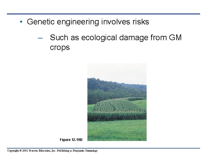 • Genetic engineering involves risks – Such as ecological damage from GM crops • Genetic engineering involves risks – Such as ecological damage from GM crops