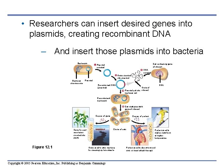 • Researchers can insert desired genes into plasmids, creating recombinant DNA – And • Researchers can insert desired genes into plasmids, creating recombinant DNA – And