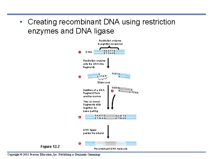 • Creating recombinant DNA using restriction enzymes and DNA ligase Restriction enzyme recognition • Creating recombinant DNA using restriction enzymes and DNA ligase Restriction enzyme recognition