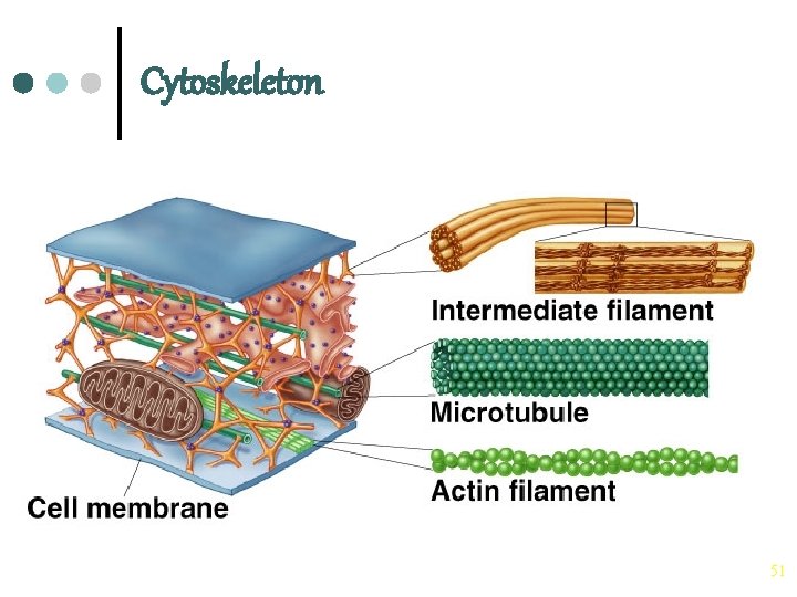 Cellular Structure 1 Cell Theory The cell theory
