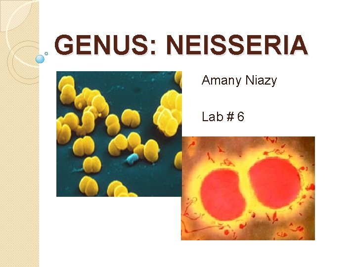 GENUS: NEISSERIA Amany Niazy Lab # 6 