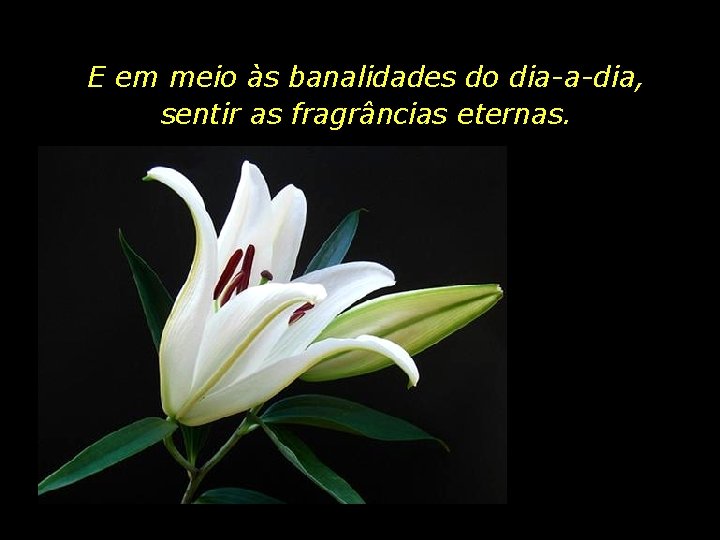 E em meio às banalidades do dia-a-dia, sentir as fragrâncias eternas. 