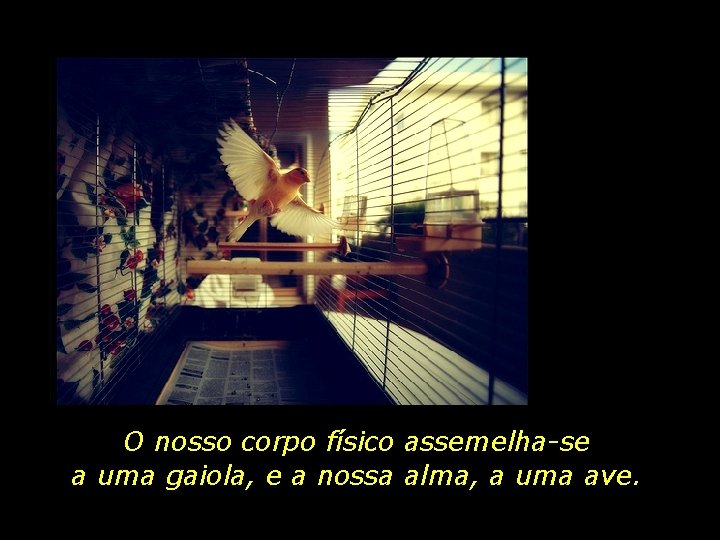 O nosso corpo físico assemelha-se a uma gaiola, e a nossa alma, a uma