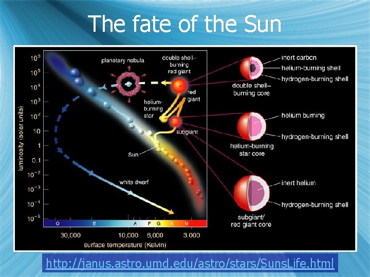 The fate of the Sun http: //janus. astro. umd. edu/astro/stars/Suns. Life. html 