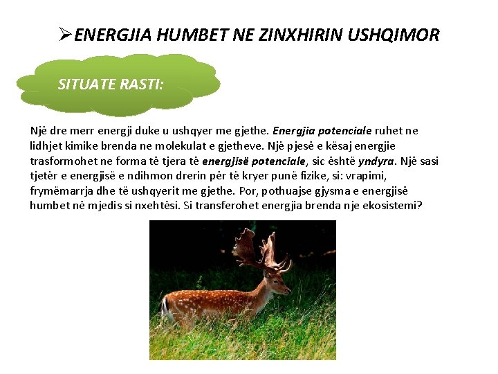 ØENERGJIA HUMBET NE ZINXHIRIN USHQIMOR SITUATE RASTI: Një dre merr energji duke u ushqyer