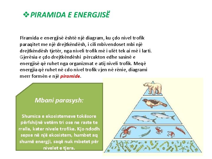 v. PIRAMIDA E ENERGJISË Piramida e energjisë është një diagram, ku çdo nivel trofik