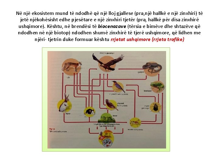 Në një ekosistem mund të ndodhë që një lloj gjallese (pra, një hallkë e