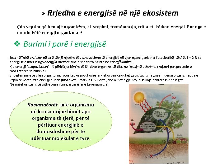 Ø Rrjedha e energjisë në një ekosistem Çdo veprim që bën një organizëm, si,