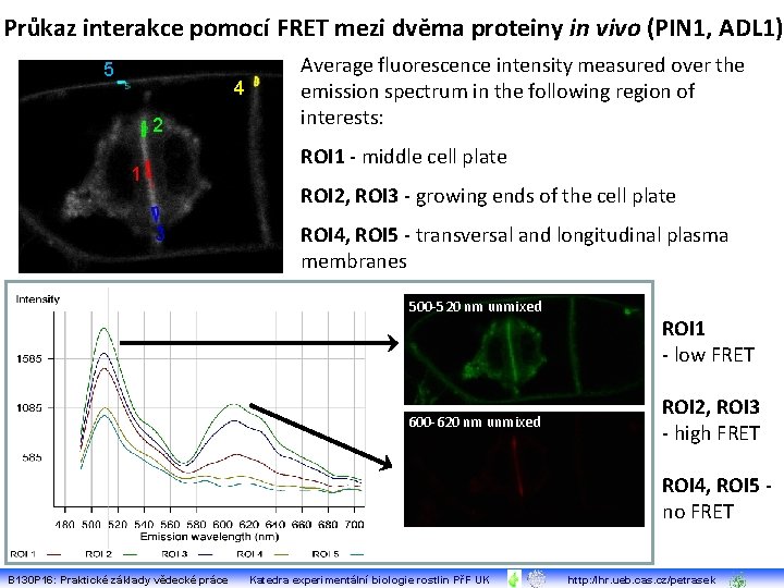 Průkaz interakce pomocí FRET mezi dvěma proteiny in vivo (PIN 1, ADL 1) 5