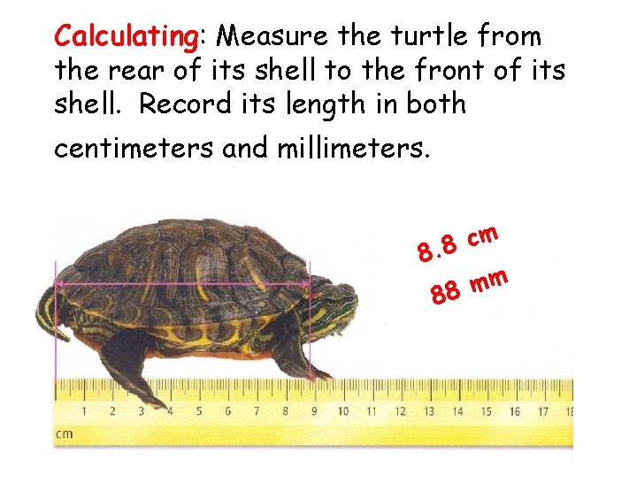 Calculating: Measure the turtle from the rear of its shell to the front of