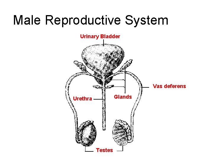 Male Reproductive System Urinary Bladder Vas deferens Glands Urethra Testes 