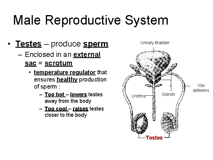 Male Reproductive System • Testes – produce sperm. Urinary Bladder – Enclosed in an