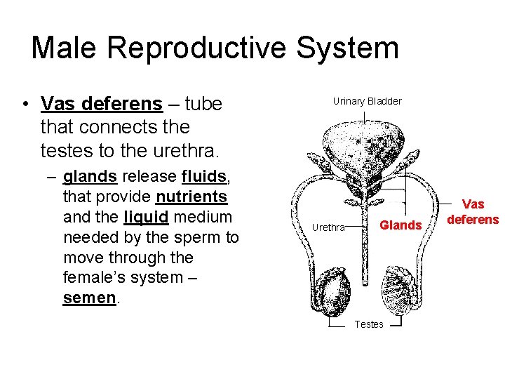 Male Reproductive System • Vas deferens – tube that connects the testes to the