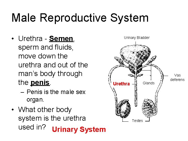 Male Reproductive System • Urethra - Semen, sperm and fluids, move down the urethra