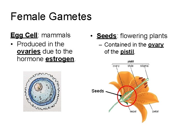 Female Gametes Egg Cell: mammals • Produced in the ovaries due to the hormone