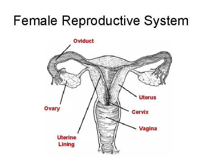Female Reproductive System Oviduct Uterus Ovary Cervix Vagina Uterine Lining 