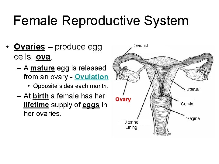 Female Reproductive System • Ovaries – produce egg cells, ova. Oviduct – A mature