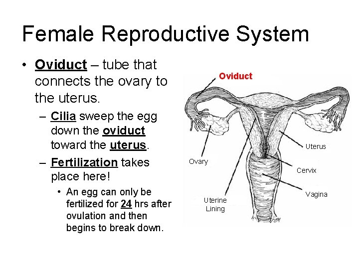 Female Reproductive System • Oviduct – tube that connects the ovary to the uterus.