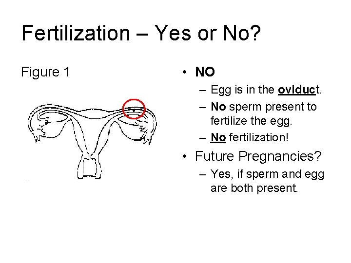 Fertilization – Yes or No? Figure 1 • NO – Egg is in the