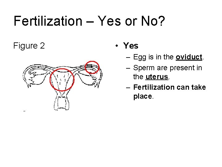 Fertilization – Yes or No? Figure 2 • Yes – Egg is in the