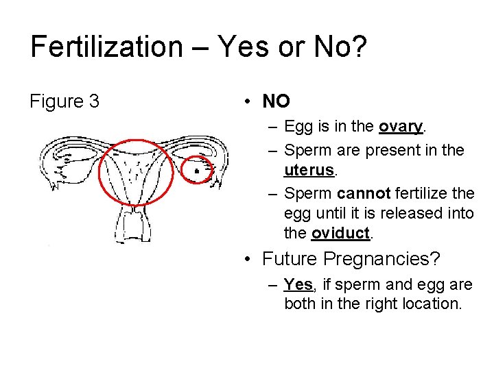 Fertilization – Yes or No? Figure 3 • NO – Egg is in the