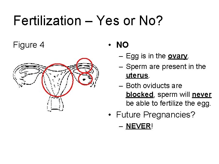 Fertilization – Yes or No? Figure 4 • NO – Egg is in the