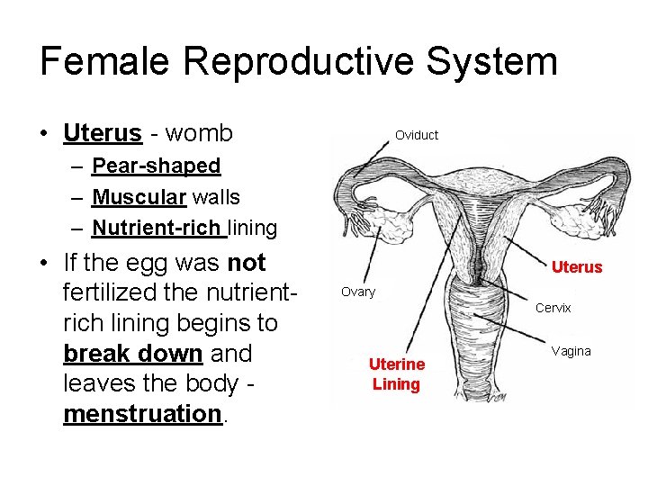 Female Reproductive System • Uterus - womb Oviduct – Pear-shaped – Muscular walls –