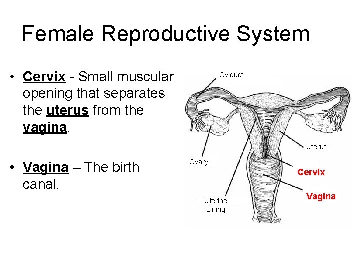 Female Reproductive System • Cervix - Small muscular opening that separates the uterus from