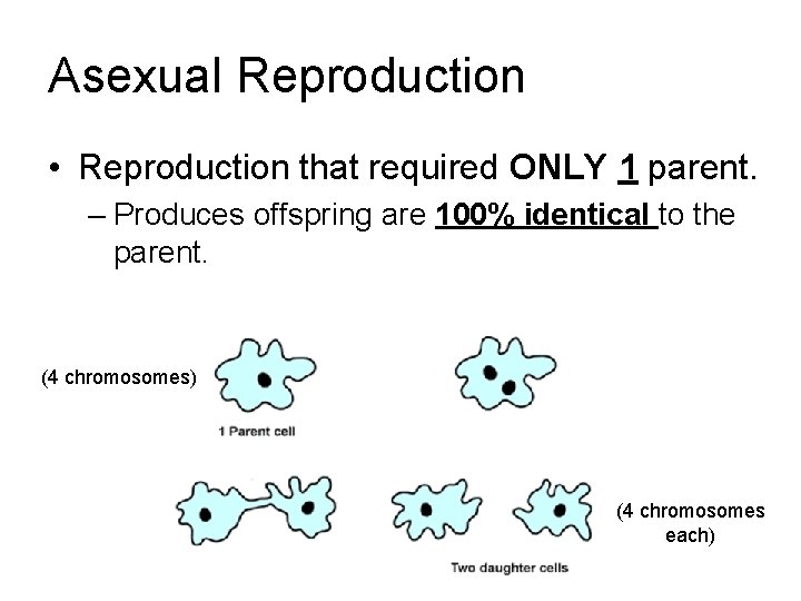 Asexual Reproduction • Reproduction that required ONLY 1 parent. – Produces offspring are 100%