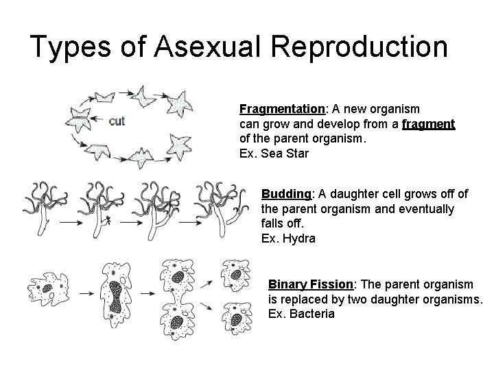 Types of Asexual Reproduction Fragmentation: A new organism can grow and develop from a