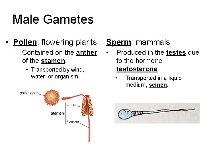 Male Gametes • Pollen: flowering plants – Contained on the anther of the stamen.