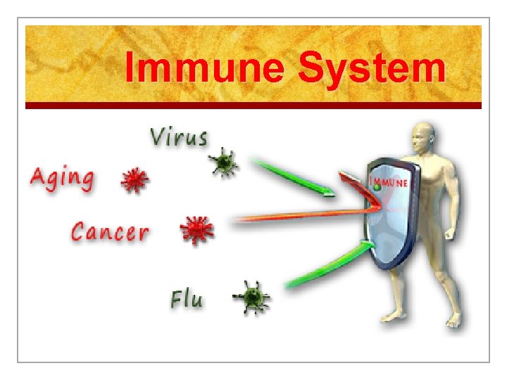 Immune System 