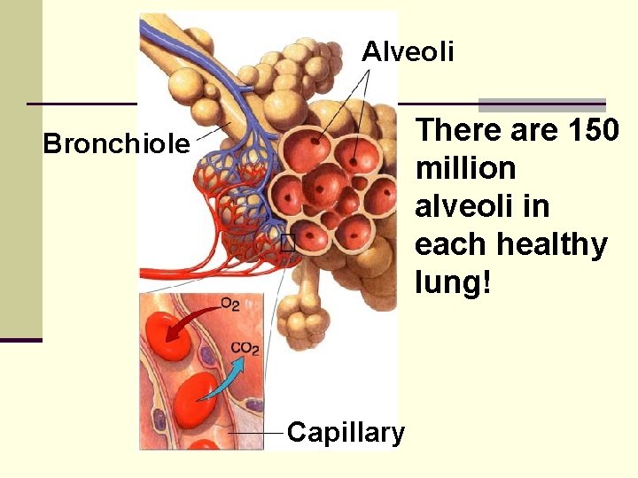 Alveoli There are 150 million alveoli in each healthy lung! Bronchiole Capillary 