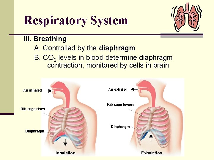 Respiratory System III. Breathing A. Controlled by the diaphragm B. CO 2 levels in