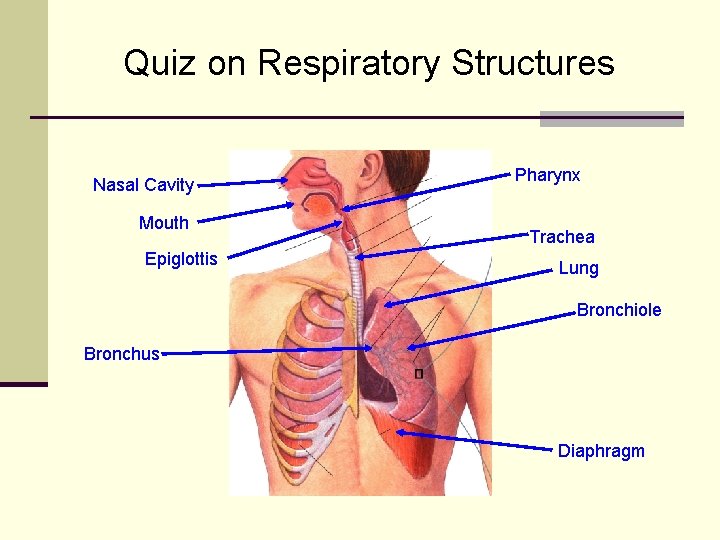 Quiz on Respiratory Structures Nasal Cavity Mouth Epiglottis Pharynx Trachea Lung Bronchiole Bronchus Diaphragm