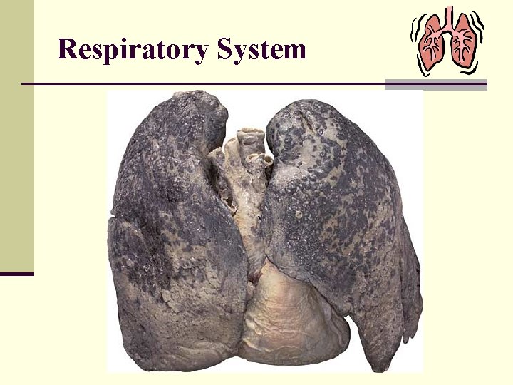 Respiratory System 