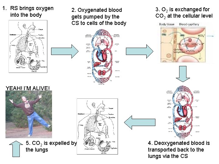 1. RS brings oxygen into the body 2. Oxygenated blood gets pumped by the